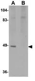 Anti-ATG13 antibody used in Western Blot (WB). GTX85183