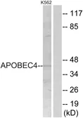 Anti-APOBEC4 antibody used in Western Blot (WB). GTX87748