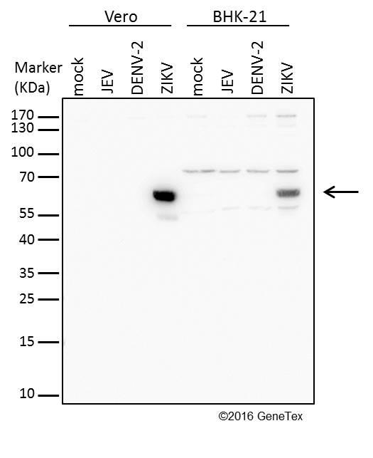 zika virus envelope protein抗体