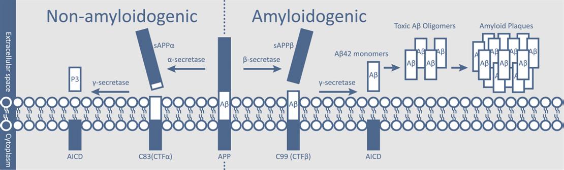 beta-Amyloid antibody