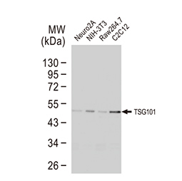 TSG101 antibody [4A10]