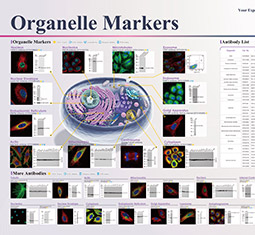 Organelle Markers poster