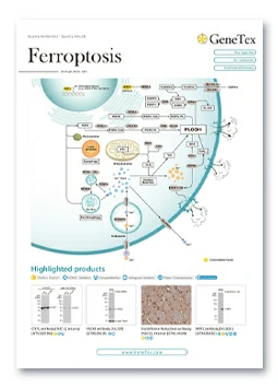 Ferroptosis