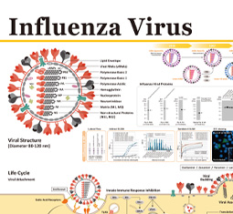 Influenza-Virus-Poster 