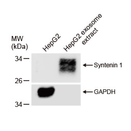 Syntenin 1 antibody [GT1523] (GTX634154)