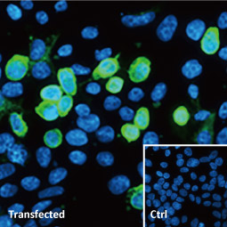 SARS-CoV-2 (COVID-19) Spike S1 antibody [HL6] (GTX635654)