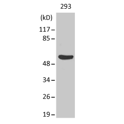 Gasdermin C antibody (GTX33979)