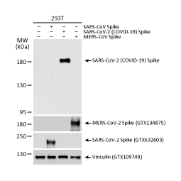 SARS-CoV-2 (COVID-19) Spike S1 antibody [HL13402]