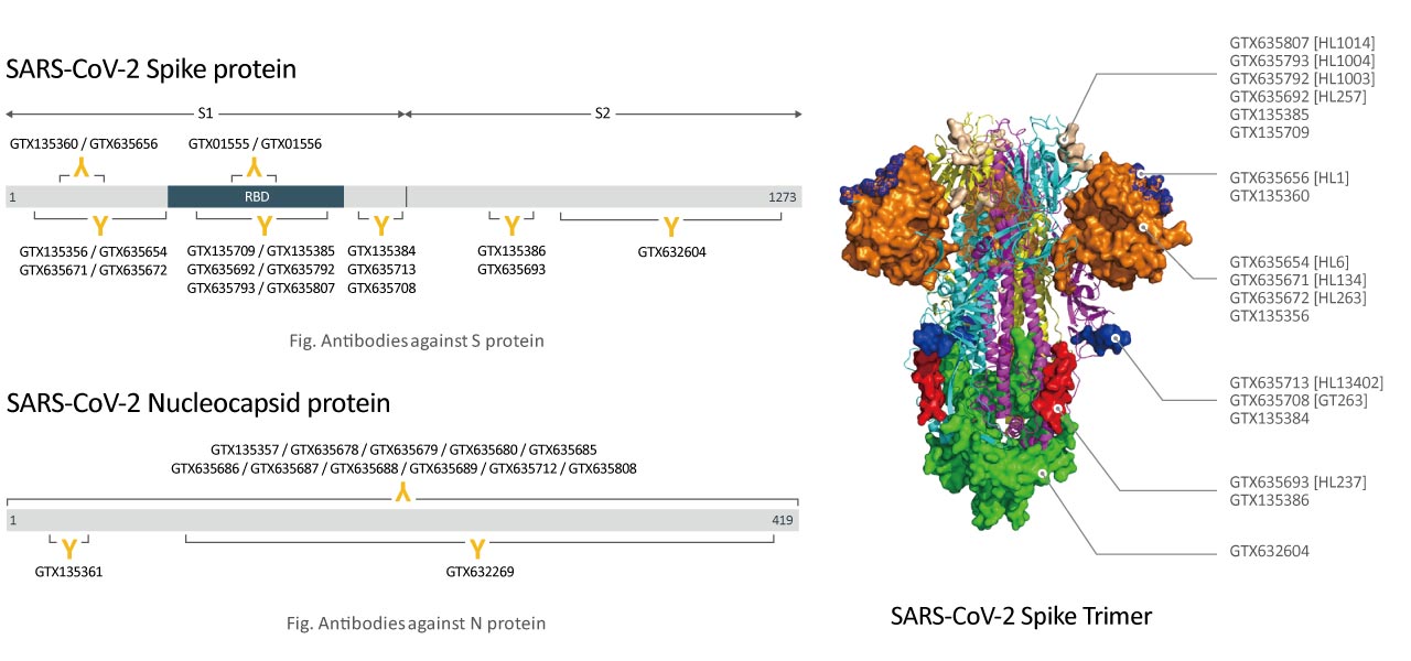 spike protein / nucleocapsid protein