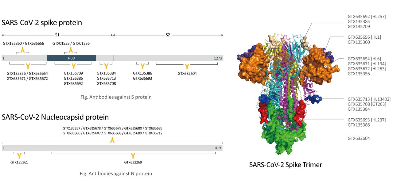 Antibodies for SARSCoV2 Research