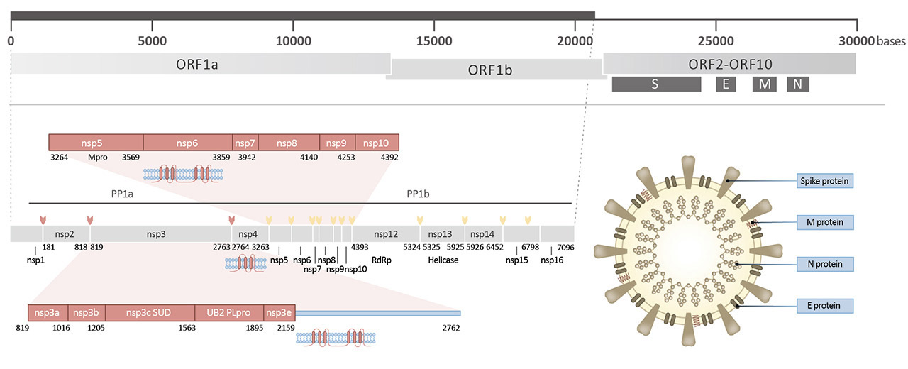 SARS-CoV-2 (COVID-19) Genome and Protein Functions