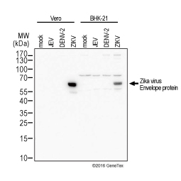 Zika virus Envelope protein antibody (GTX133314)