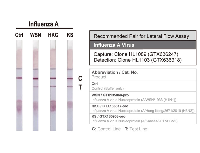 Influenza A virus