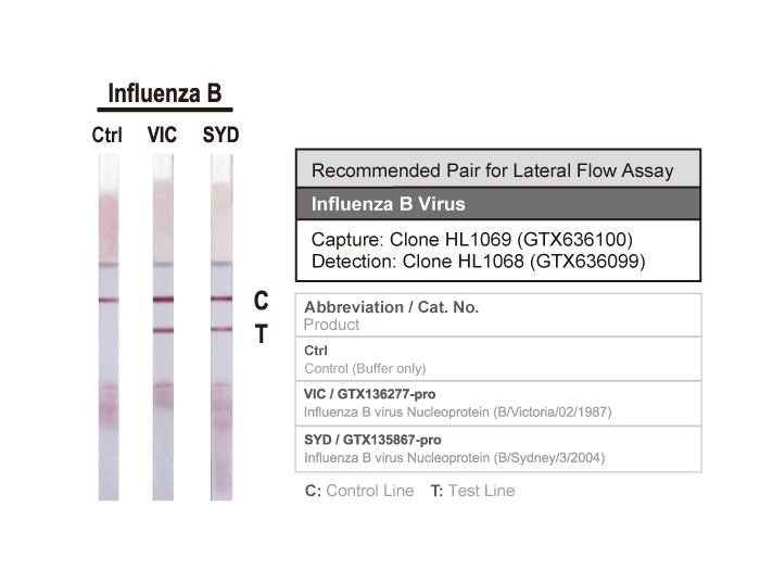 Influenza B virus