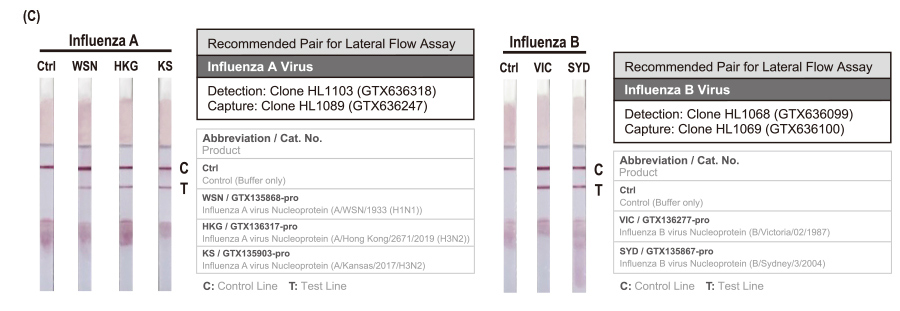 Influenza A and B Recombinant Monoclonal Antibodies