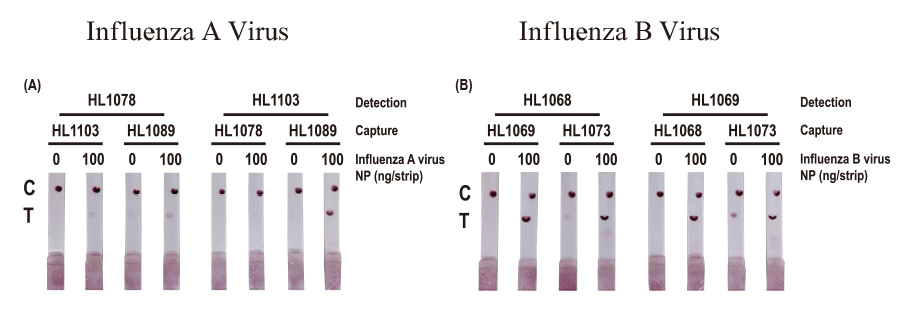 Influenza A and B Recombinant Monoclonal Antibodies
