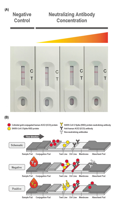 Custom Antibodies