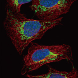 Citrate synthase antibody [N2C3] (GTX110624)