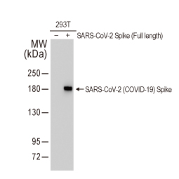 Spike S2 antibody [HL237] (GTX635693) 