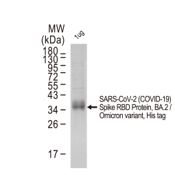 Spike RBD Protein, BA.2 / Omicron variant, His tag