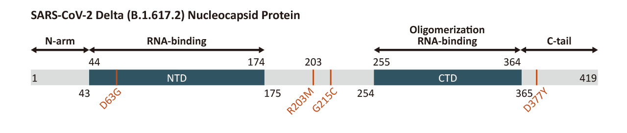 SARS-CoV-2 Delta Variant Nucleocapsid Mutation Sites