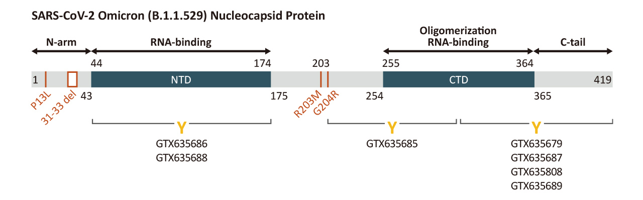 SARS-CoV-2 Omicron Variant Nucleocapsid Mutation Sites