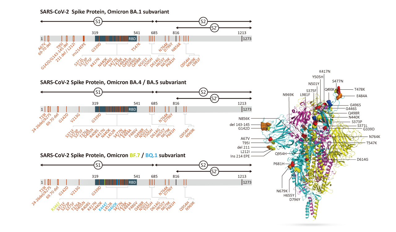 The SARS-CoV-2 Omicron Variant Spike Mutation Sites