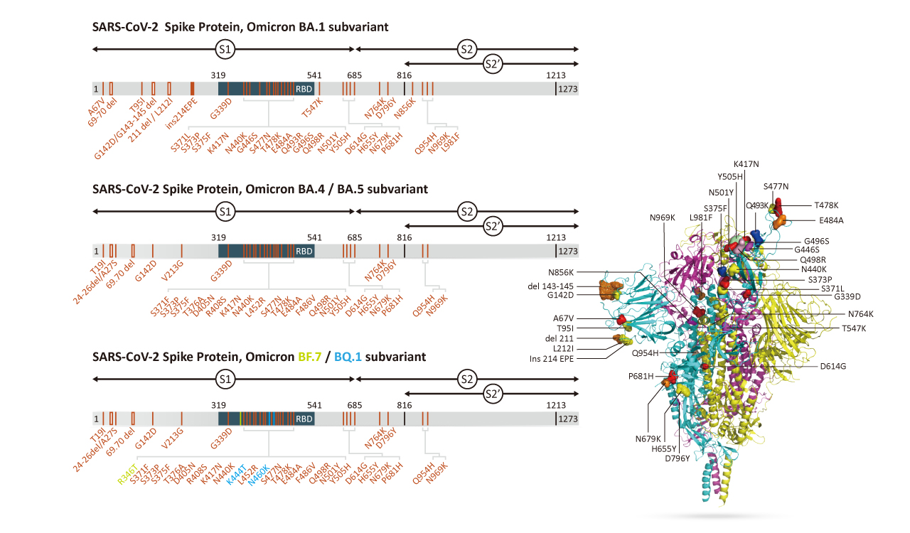 Sars-cov-2 (COVID-19) spike mutant sites