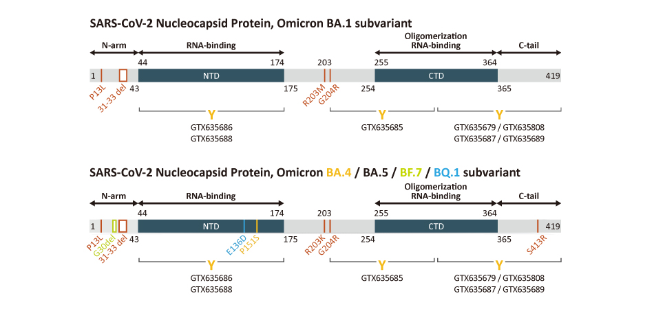 SARS-CoV-2 Omicron Variant Nucleocapsid Mutation Sites