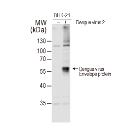 Dengue virus Envelope protein antibody (GTX127277)
