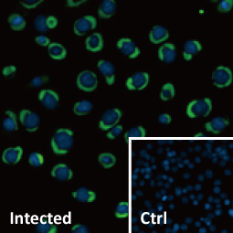 Dengue virus NS3 protein antibody (GTX124252)