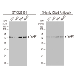 YAP1 antibody (GTX129151)