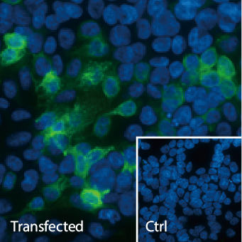 NRF2 antibody [HL1021] (GTX635826)