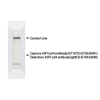 NRF2 antibody [HL1021] (GTX635826)