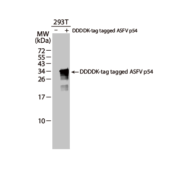 NRF2 antibody [HL1021] (GTX635826)