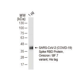 SARS-CoV-2 (COVID-19) Spike RBD Protein, Omicron / BF.7 variant, His tag (GTX137878-pro)
