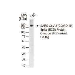 SARS-CoV-2 (COVID-19) Spike (ECD) Protein, Omicron / BF.7 variant, His tag (GTX137880-pro)