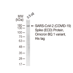 SARS-CoV-2 (COVID-19) Spike (ECD) Protein, Omicron / BQ.1 variant, His tag (GTX137881-pro)


