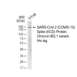 SARS-CoV-2 (COVID-19) Spike (ECD) Protein, Omicron / BQ.1 variant, His tag (GTX137881-pro) SARS-CoV-2 (COVID-19) Spike (ECD) Protein, Omicron / BQ.1 variant, His tag (GTX137881-pro)