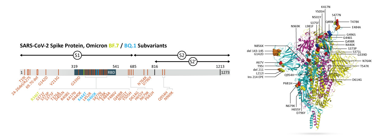 Omicron BQ.1 and BF.7 Spike and Nucleocapsid Recombinant Proteins