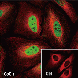 HIF1 alpha antibody (GTX127309)