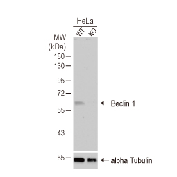 Beclin 1 antibody (GTX133555) 