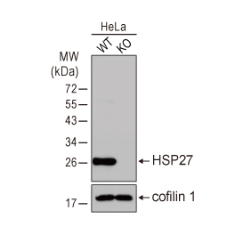 HSP27 antibody (GTX101145)