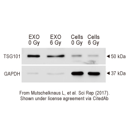 TSG101 antibody [4A10] (GTX70255)