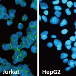CD81 antibody [HL1667] (GTX637265)