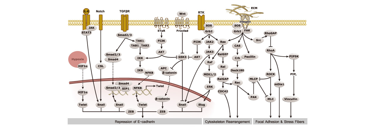 Novel Antibodies for E-cadherin Research