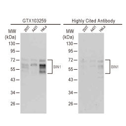 BIN1 antibody (GTX103259) 