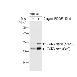 GSK3 alpha (phospho Ser21) + GSK3 beta (phospho Ser9) antibody (GTX132997)