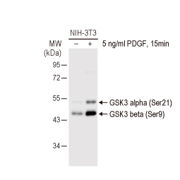GSK3 alpha (phospho Ser21) + GSK3 beta (phospho Ser9) antibody (GTX132997) GSK3 alpha (phospho Ser21) + GSK3 beta (phospho Ser9) antibody (GTX132997)