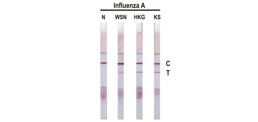 Influenza A virus Nucleoprotein antibody [HL1089]